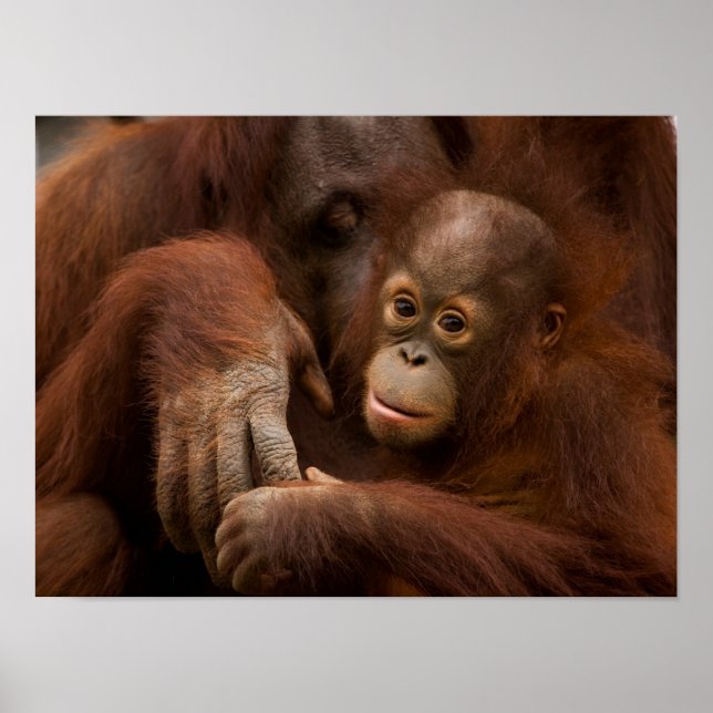 Poster Mãe de orangotango e bebê no zoológico (Frente)