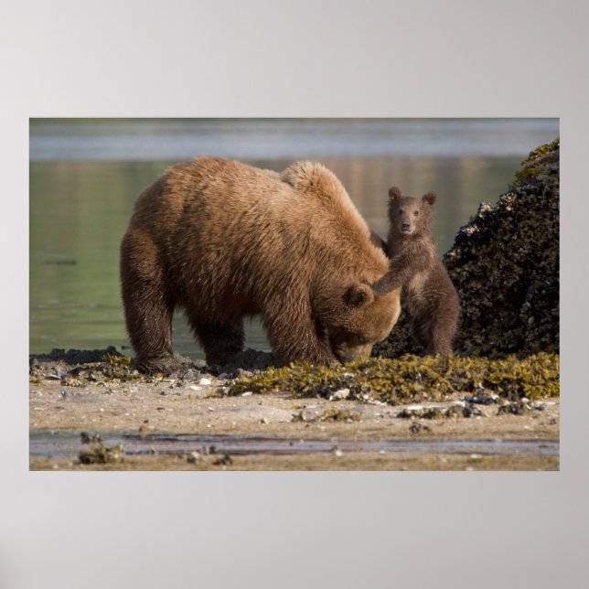 Poster Mãe de Urso Pardo com Filhote na Praia (Frente)