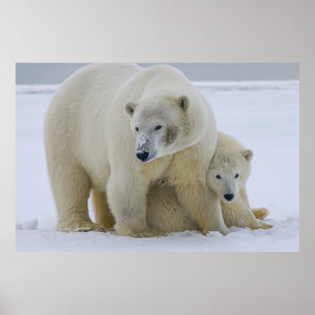POSTER MÃE DE URSO POLAR E NORTE DE CUB ALASKA (Frente)