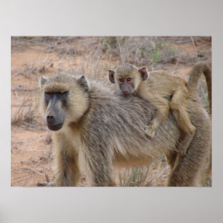 Pôster Mãe e Bebê Baboon