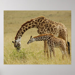Poster Mãe e bebê Girafa Masai, Giraffa
