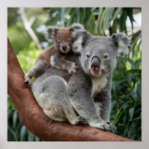 Mãe e Bebê Koala Bear