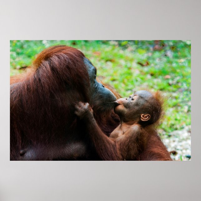 Pôster Mãe e bebê Orangutan (Frente)