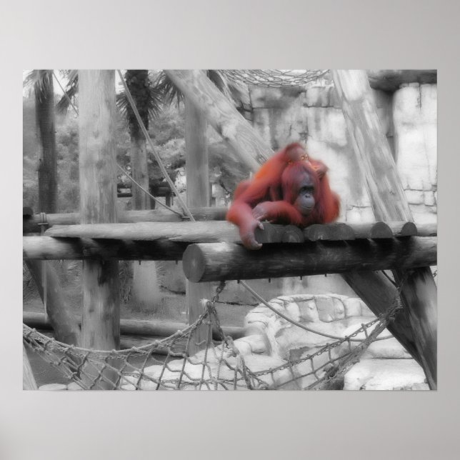 Poster Mãe e Bebê Orangutan (Frente)