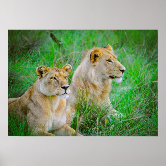 Poster Mãe e filho leões batendo em grama em Botswana (Frente)