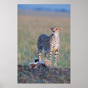 Poster - mãe e filhotes da chita 24x36