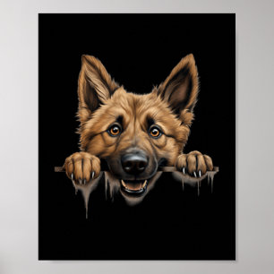 Poster Mãe e Pai do Cão Pastor Belga Laekenois Espiando