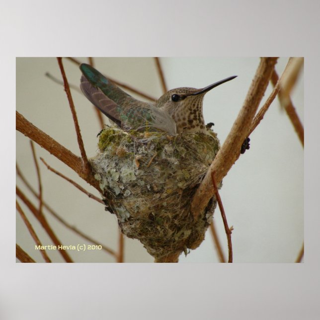 Poster Mãe Hummingbird (Frente)