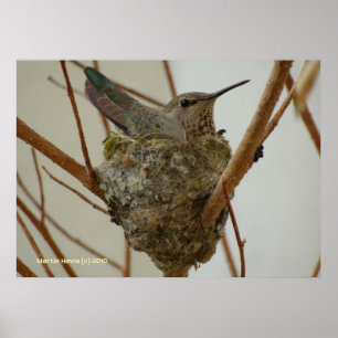 Pôster Mãe Hummingbird