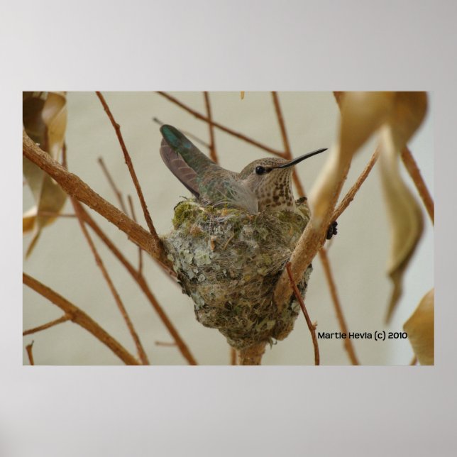 Pôster Mãe Hummingbird - Impressão/Poster (Frente)