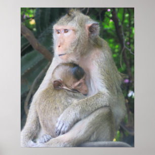 Poster Mãe Macaco Tailandesa e Filho Abraçados
