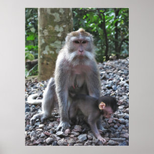 Poster Mãe Macaque e Bebê