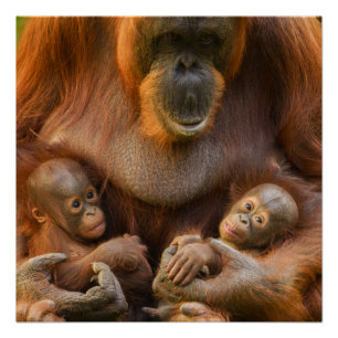 Pôster Mãe Orangutan Segurando Dois Bebês
