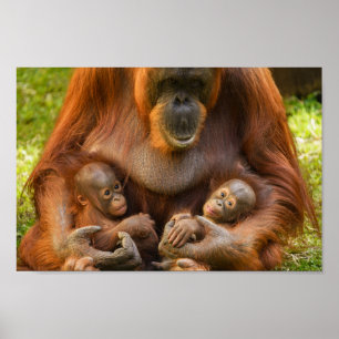 Poster Mãe Orangutan Segurando Dois Bebês