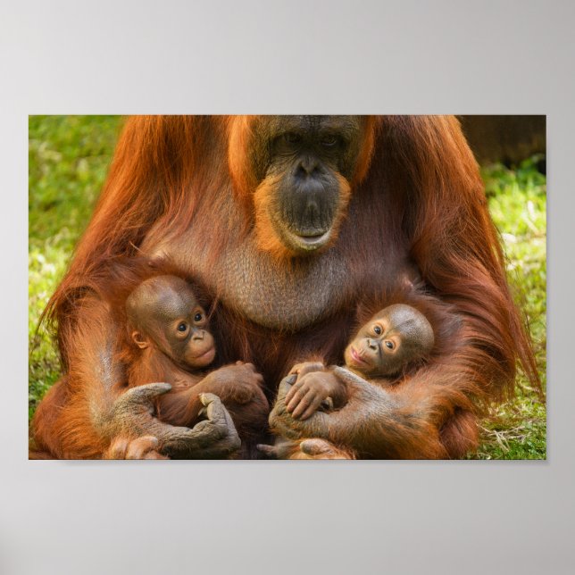 Poster Mãe Orangutan Segurando Dois Bebês (Frente)
