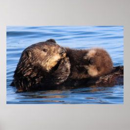 Poster Mãe Sea Otter e seu Adorável Pup