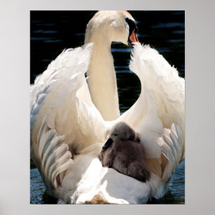 Poster Mãe Swan com Cygnets (cisnes para bebês)