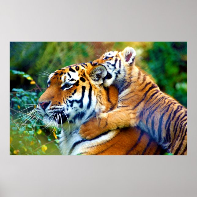 Poster Mãe Tigre com Bebê Subindo e Mordendo Orelha (Frente)