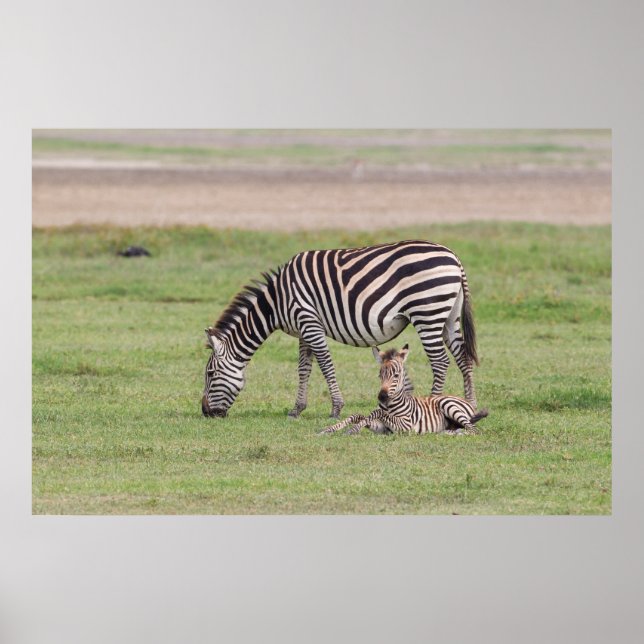 Poster Mãe Zebra com Colt Recém-Nascido (Frente)