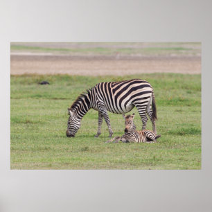 Poster Mãe Zebra com Potro Recém-Nascido