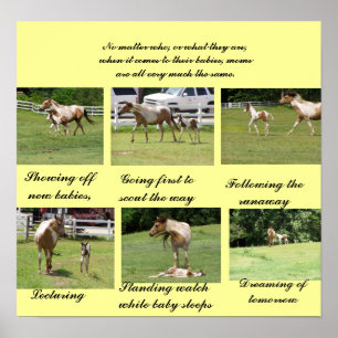 Poster Mães e bebês