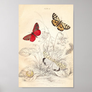 Poster Mães e Borboletas