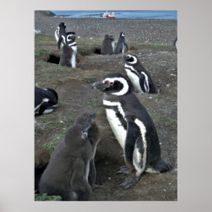 Poster Magdalena Island Penguin Colony