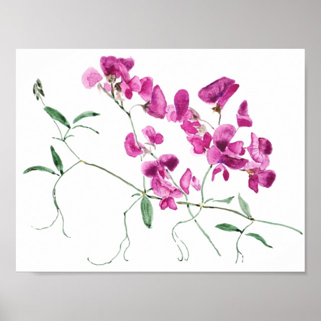 Poster magenta doce ervilha flores aquarela (Frente)