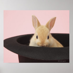 Pôster Magic Bunny