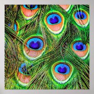 Poster Magnificent Peacock Feathers