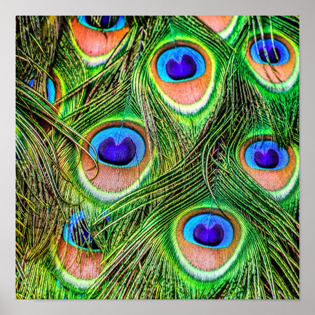 Poster Magnificent Peacock Feathers (Frente)