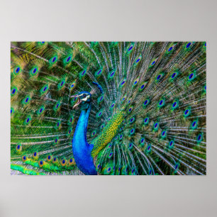 Poster Magnificent Peacock with its Tail Feathers Open