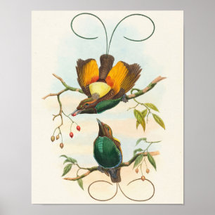 Poster Magnificente Ave-do-Paraíso por John Gould