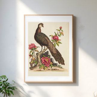 Poster Magnífico pombo ilustração floral vintage