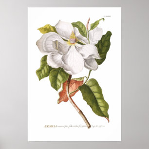 Poster Magnolia.