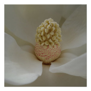 Pôster Magnolia 20" x 20",Papel Poster,Semibrilho