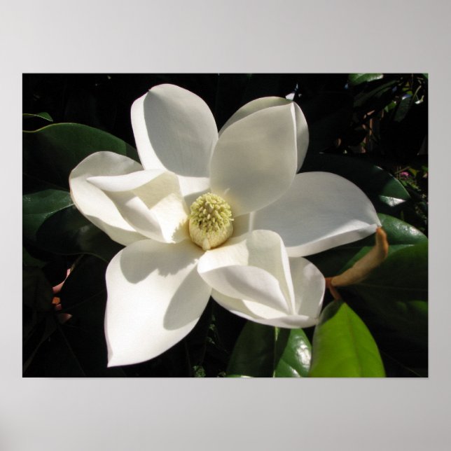 Poster Magnolia Bloom (Frente)