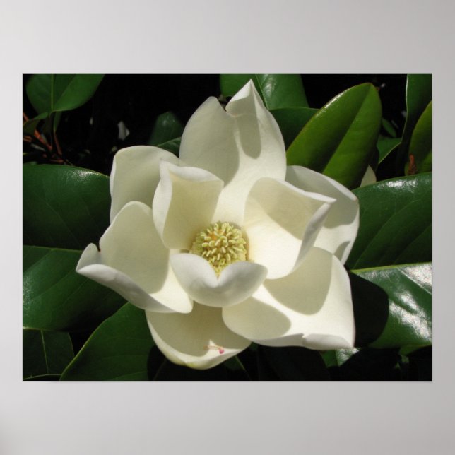 Pôster Magnolia Bloom (Frente)