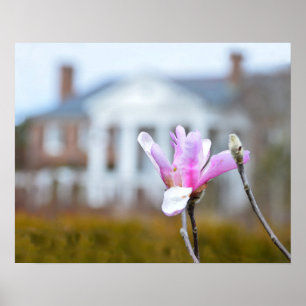 Pôster Magnolia Bloom em Boone Hall, Carolina do Sul