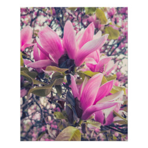Pôster Magnolia Blossomas