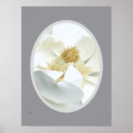 Poster Magnólia Branca