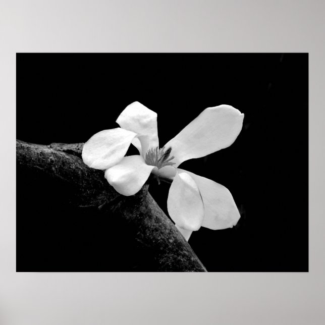 Poster Magnolia Branca e Negra Elegante (Frente)