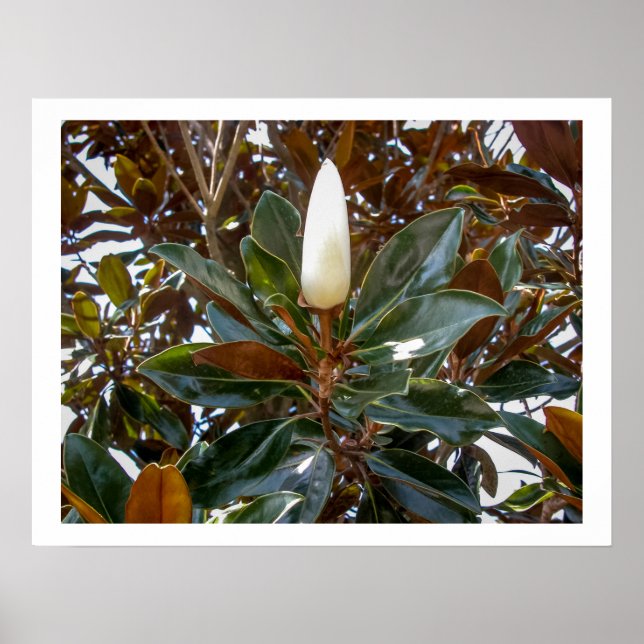 Poster Magnolia Bud (Frente)