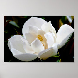 Poster Magnolia Bull Bay