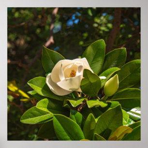 Poster Magnólia de Corfu