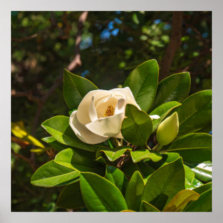 Poster Magnólia de Corfu