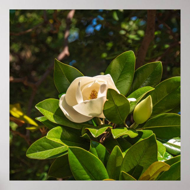 Poster Magnólia de Corfu (Frente)