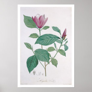 Poster Magnolia discolor, gravada por Legrand (cor ilumin