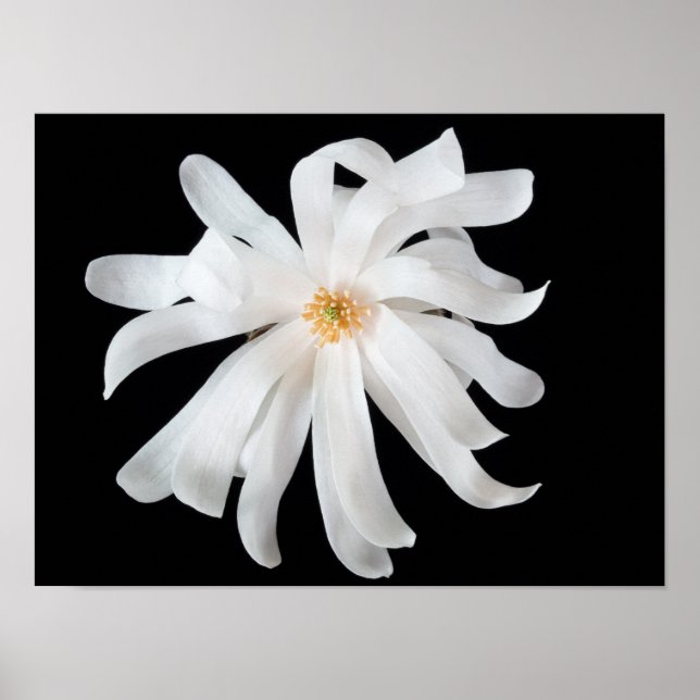 Poster Magnolia Flor (Frente)