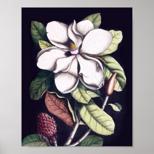 Poster Magnolia Flor
